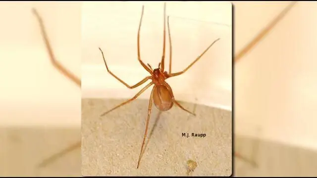 brown violin spider hawaii - Are brown violin spiders poisonous in Hawaii