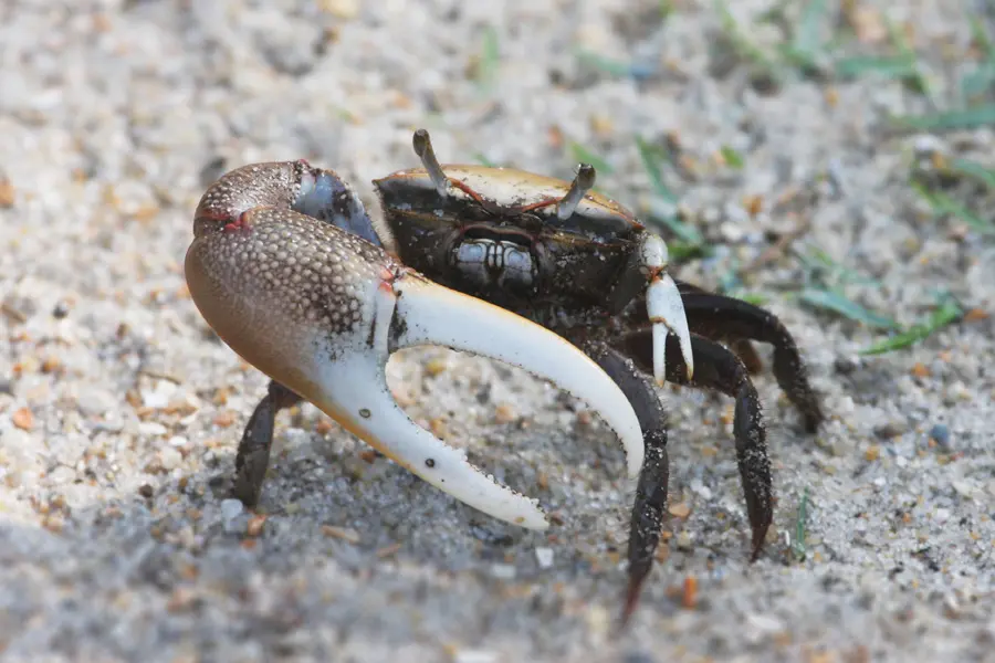 violin crab - Are fiddler crabs aggressive