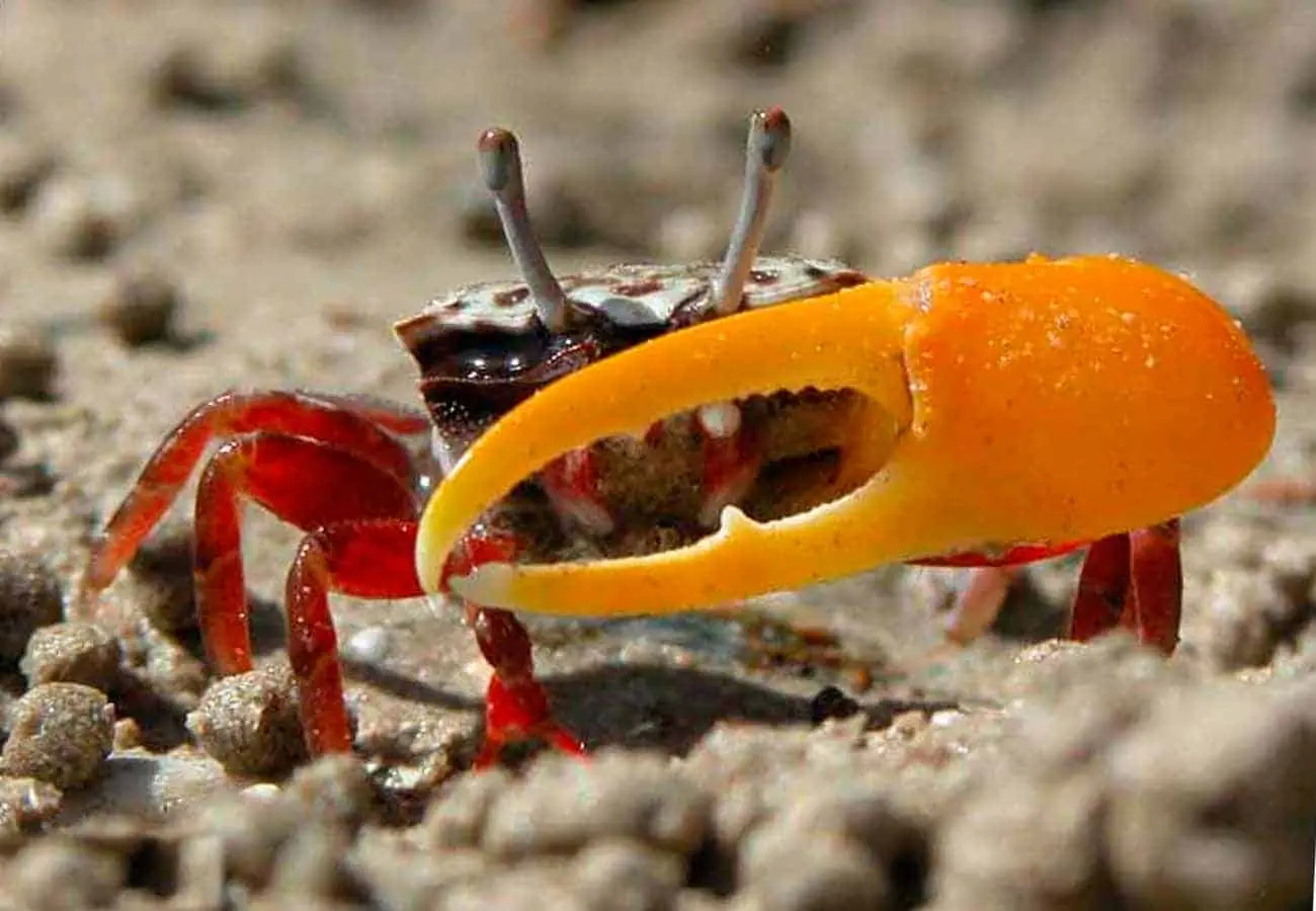 violin crab - Are fiddler crabs edible