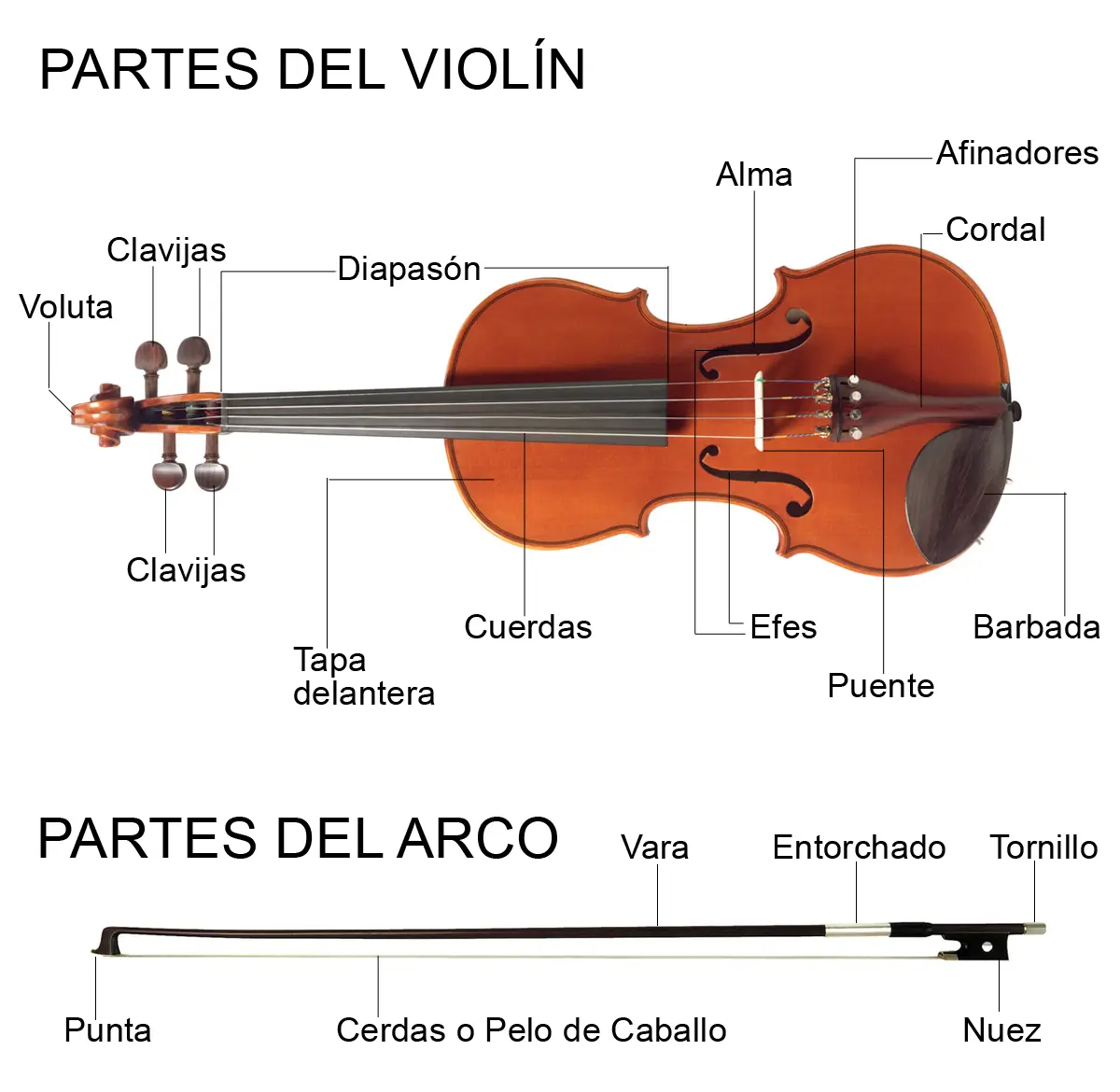 partes del arco del violin - Cómo se llaman los hilos del arco del violín