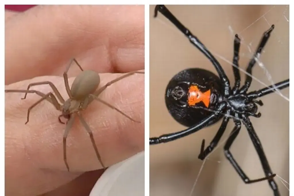 cual es mas venenosa la viuda negra o la violinista - Cuál es la araña más venenosa del mundo