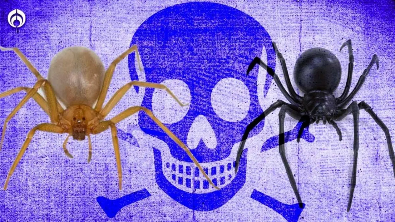 cual es mas venenosa la viuda negra o la violinista - Cuáles son las dos arañas más peligrosas de México