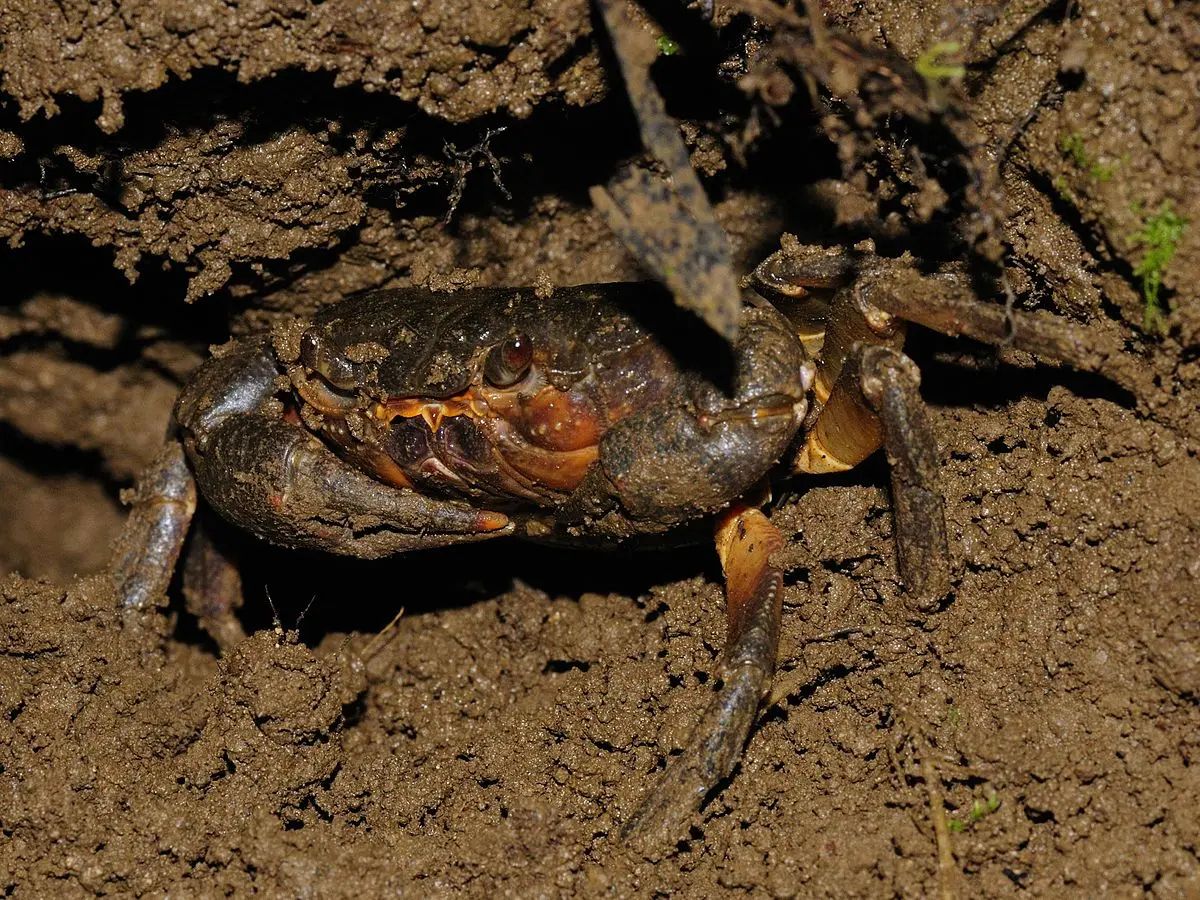 cangrejo violinista agua dulce - Dónde habitan los cangrejos de agua dulce