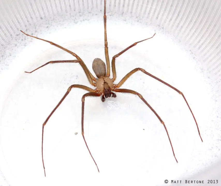 brown recluse violin shape - How do I know if it's a brown recluse