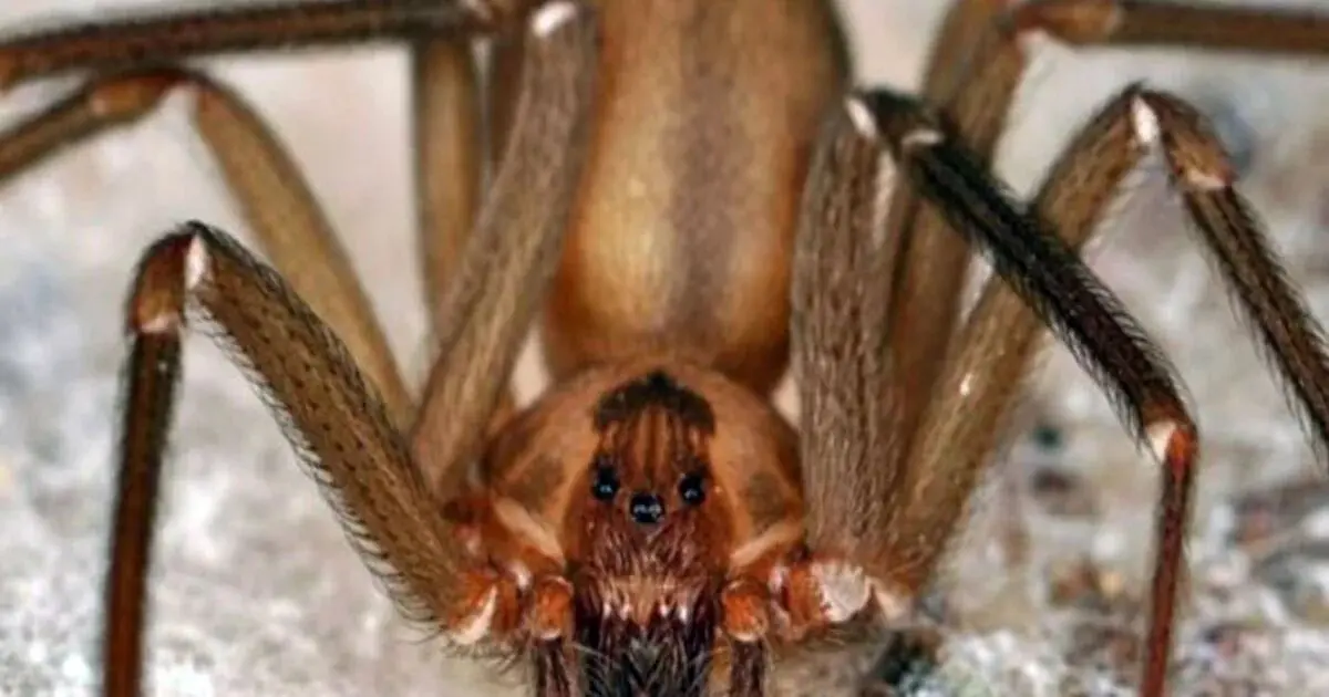 insecto violinista - Qué provoca la araña violinista