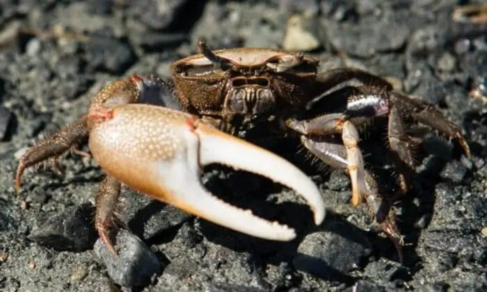 violin crab - What are the 2 different types of fiddler crabs