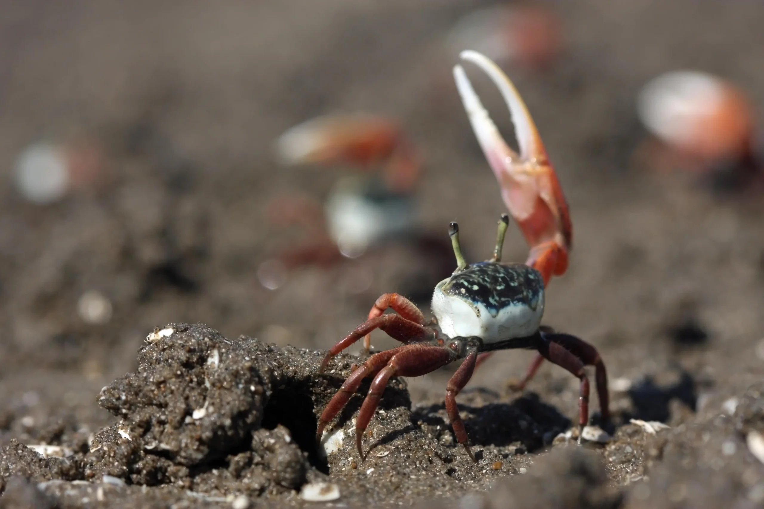 violin crab - What is special about a fiddler crab