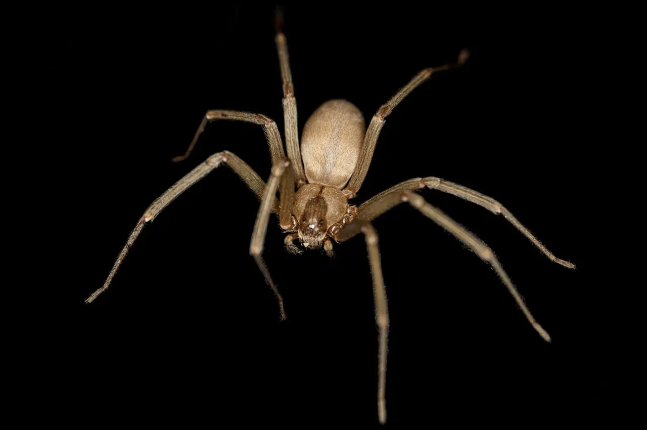 brown violin spider hawaii - What is the most poisonous spider in Hawaii