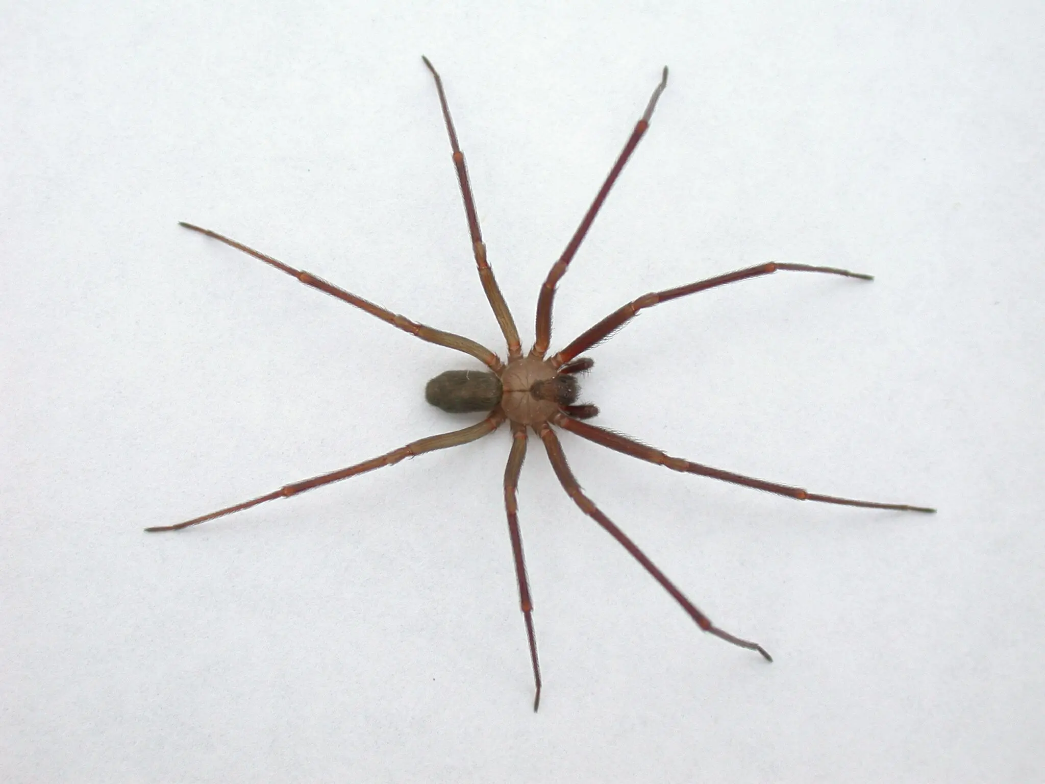 Apareamiento de la araña violinista - Alguna araña se aparea de por vida apareamiento de la artaña violinista - Alguna araña se aparea de por vida