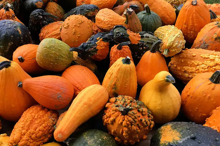 violin squash - Are winter squash heavy feeders