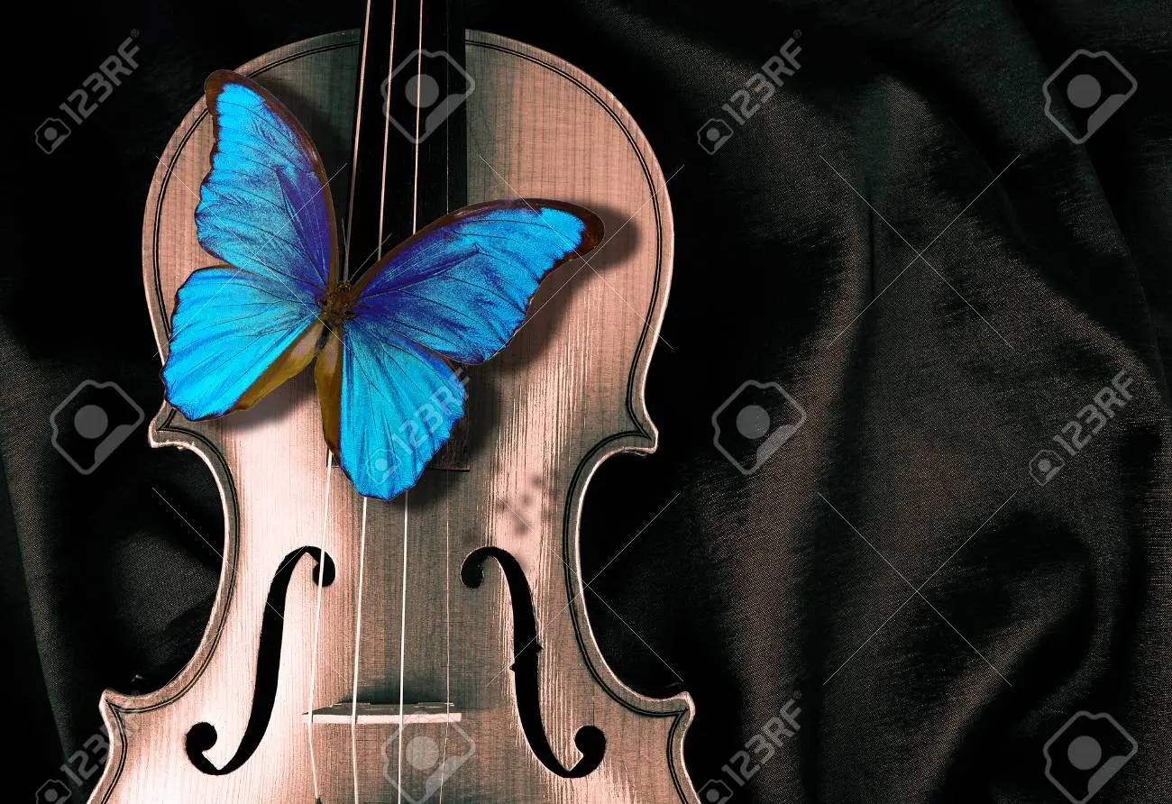 El encanto del violín con mariposas - Cómo distinguen los sabores las mariposas violin con mariposas - Cómo distinguen los sabores las mariposas