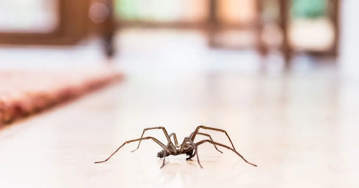 como controlar arana violinista - Cómo eliminar las arañas de rincón de la casa