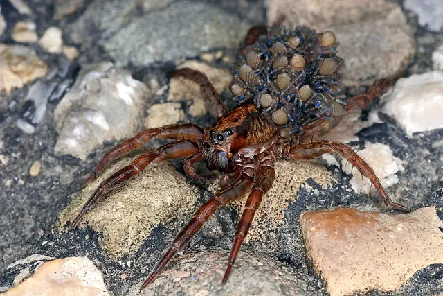 Apareamiento de la araña violinista - Cómo es el apareamiento de las arañas apareamiento de la artaña violinista - Cómo es el apareamiento de las arañas