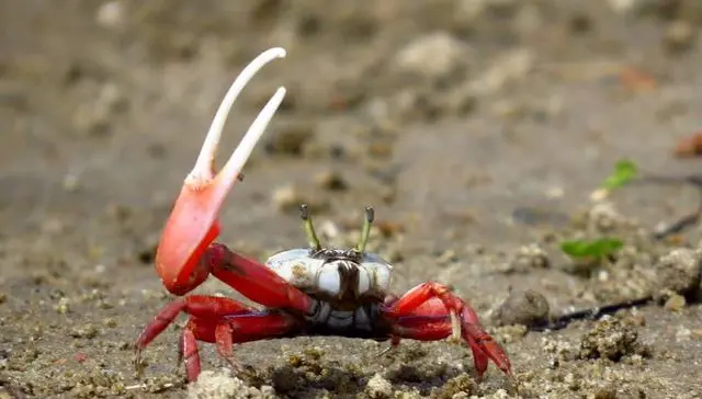 cangrejo violinista cortejo y reproduccion y gestacion - Cómo es el cortejo de los cangrejos
