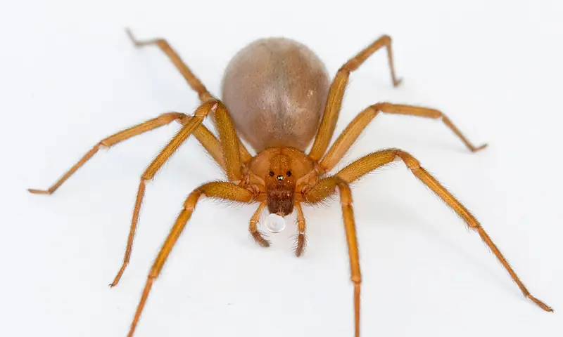 Apareamiento de la araña violinista - Cómo es la reproducción de la araña violinista apareamiento de la artaña violinista - Cómo es la reproducción de la araña violinista