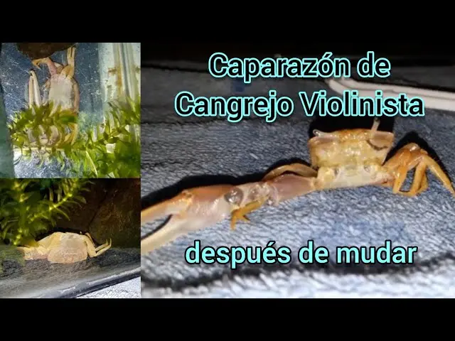 cangrejo violinista muda - Cómo mudan de piel los cangrejos