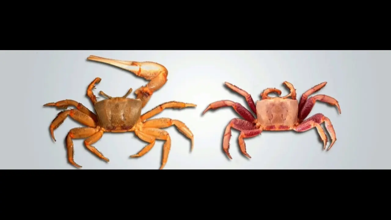cangrejo violinista macho y hembra diferencia - Cómo saber si un cangrejo violinista es macho o hembra