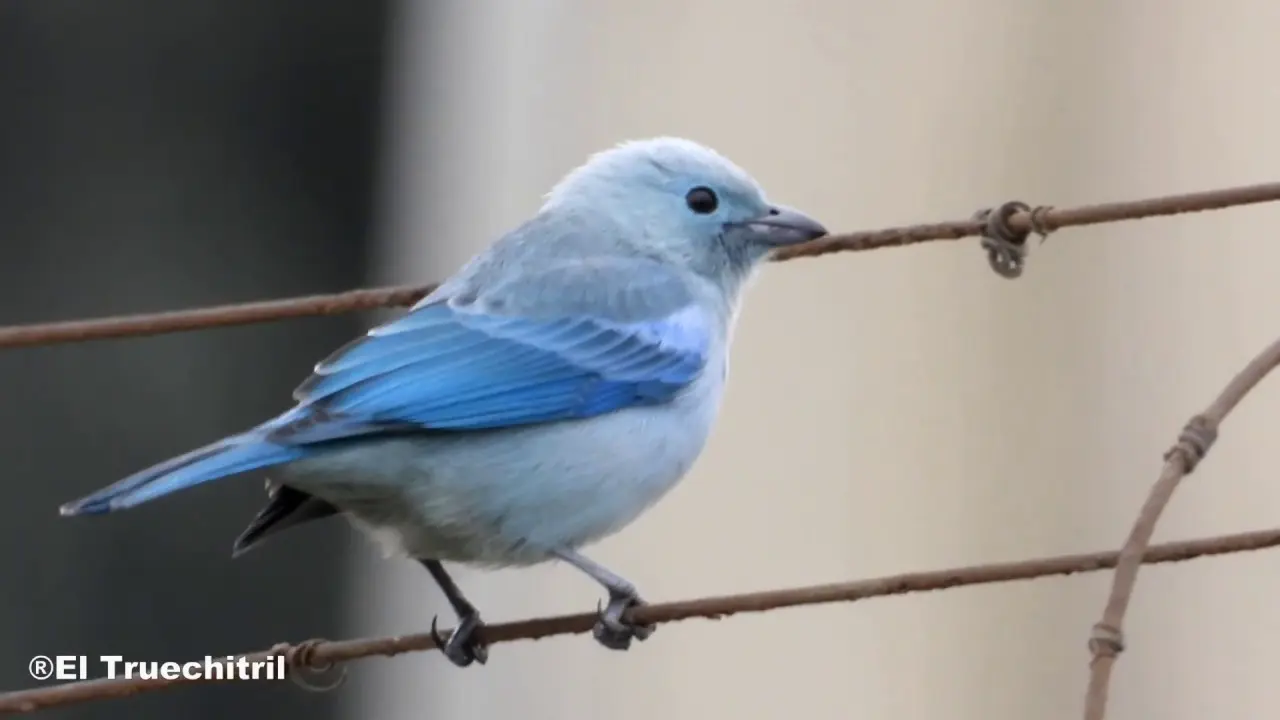 Familia del violinista ave: Todo lo que debes saber - Cómo se llama el pájaro azul y amarillo familia del violinista ave - Cómo se llama el pájaro azul y amarillo