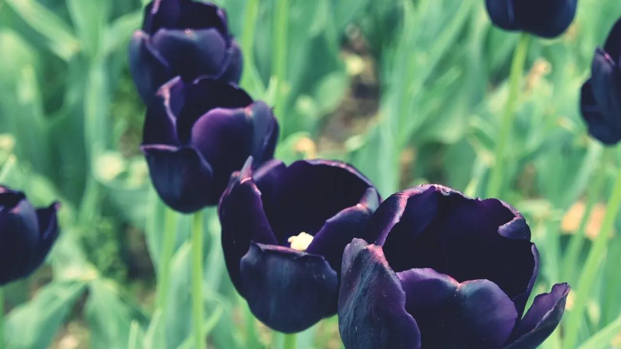 flores negras en violin y piano - Cómo se llama la flor que es negra