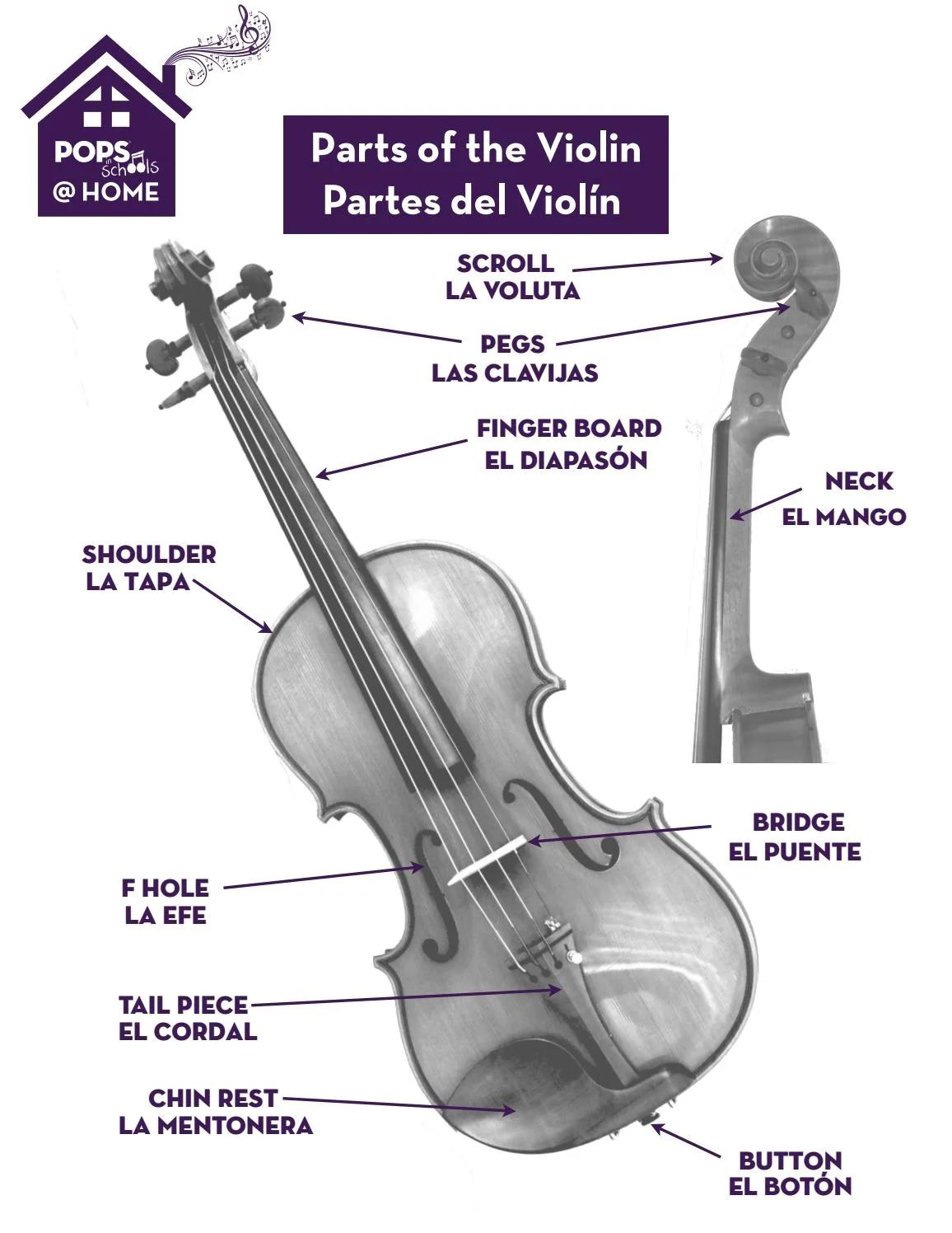 molde de violin partes la voluta - Cómo se llama la parte rizada en la parte superior de un violín