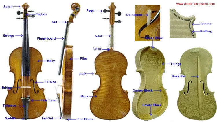 cual vibra mas rapido cuerda de contrabajo y violin - Es fácil pasar del violín al contrabajo