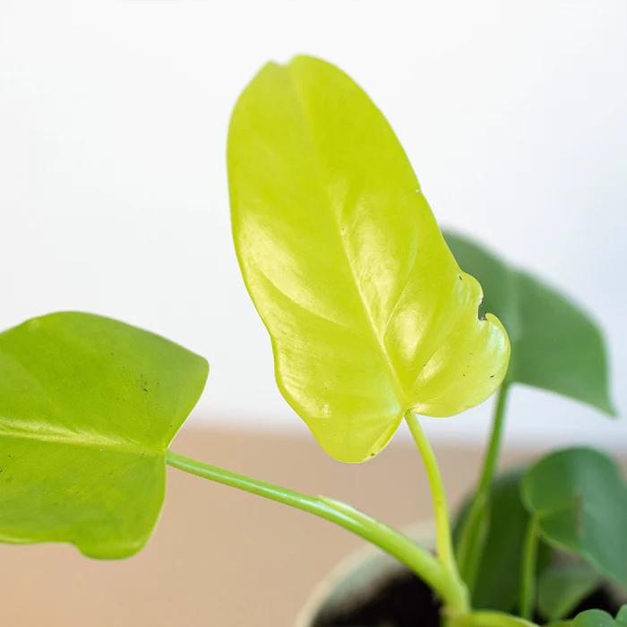 philodendron gold violin - How do you propagate golden violin philodendron