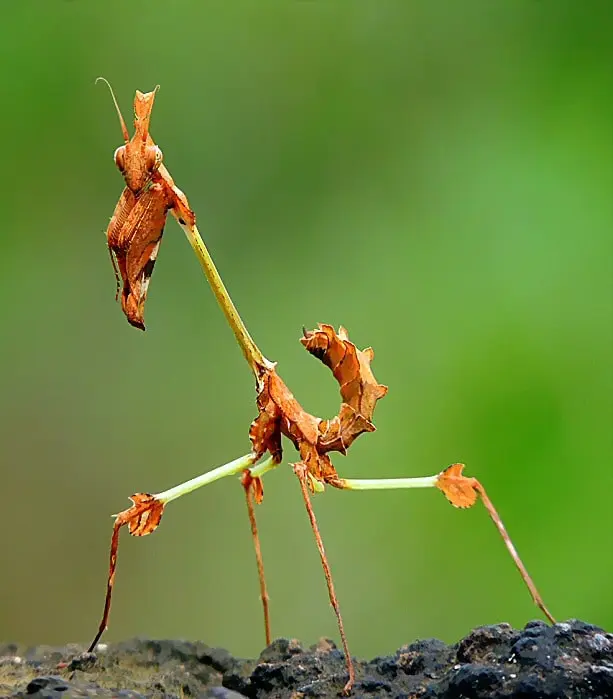 wandering violin mantis - How does camouflage help violin mantis