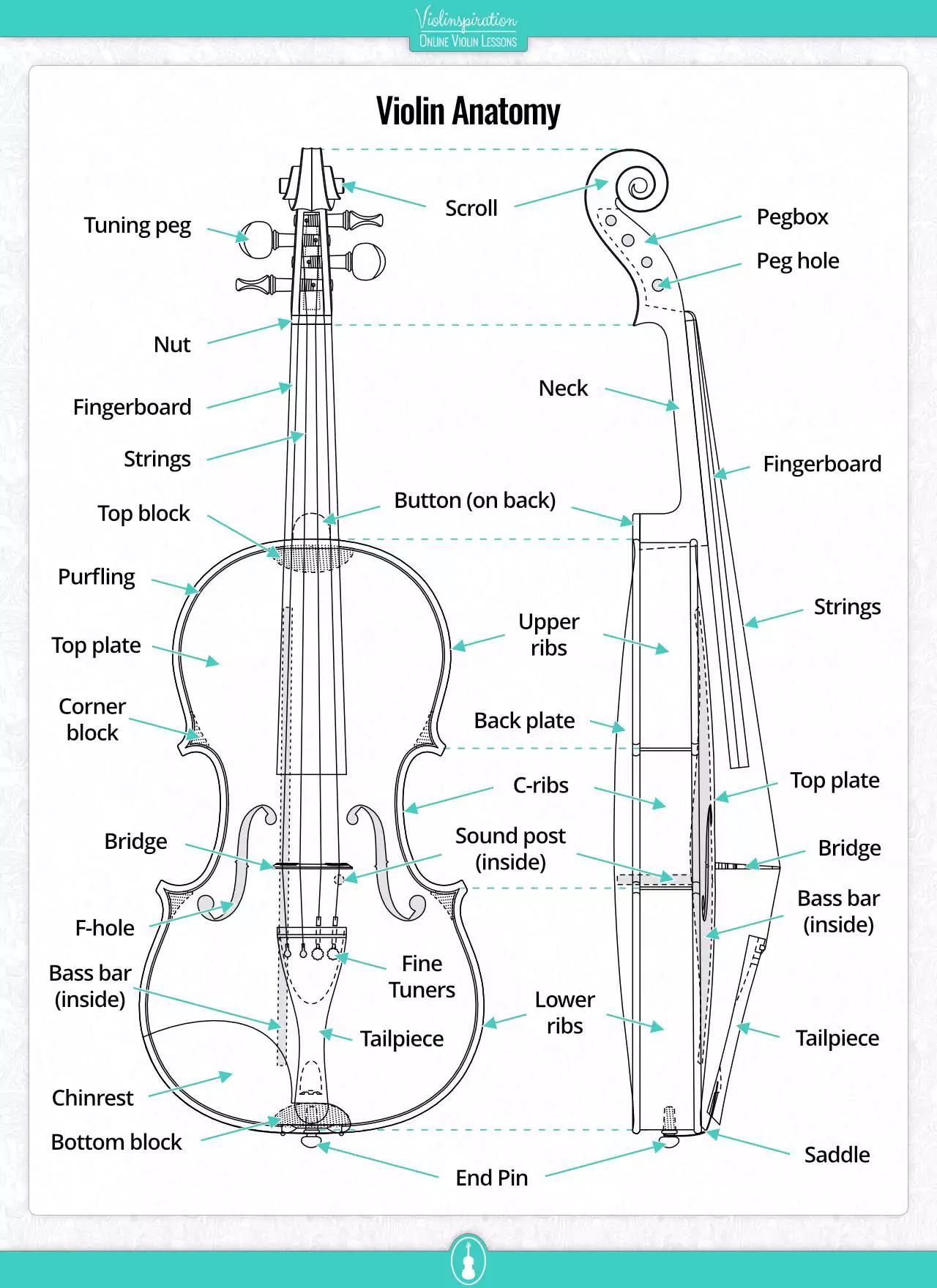 fact about violin - How is the violin unique