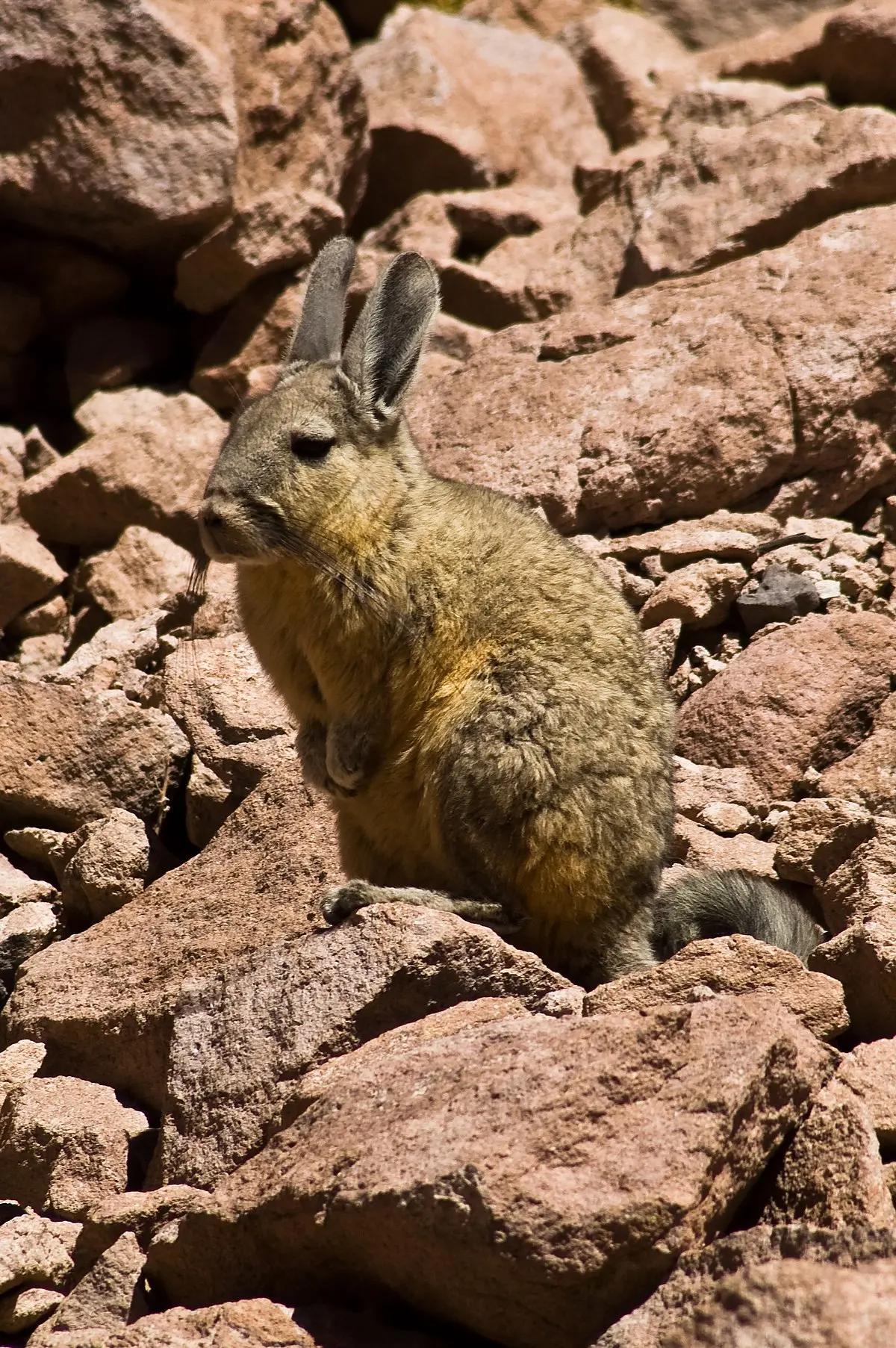 viscacha violin chmbibilcano - Is a viscacha a rabbit