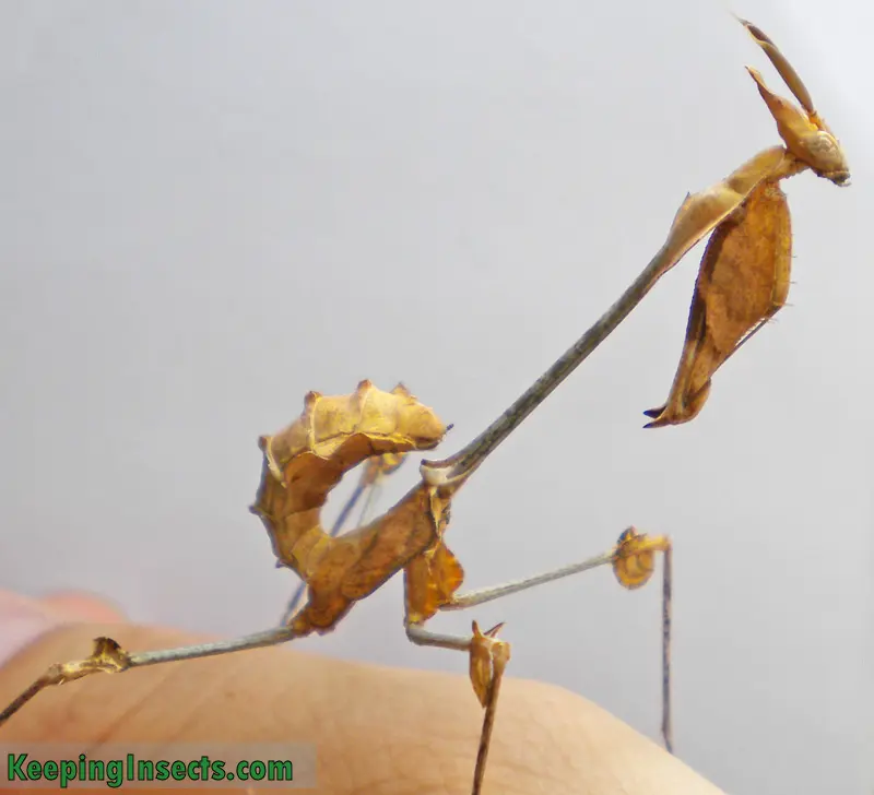 wandering violin mantis - Is violin mantis rare