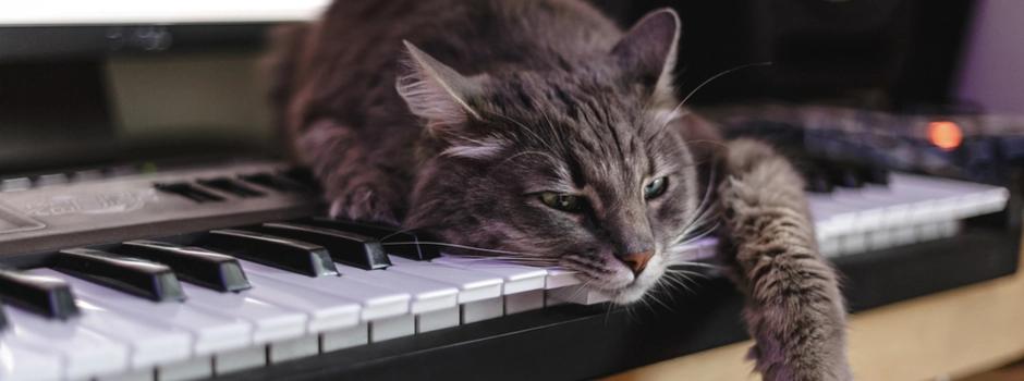 gatos en forma de violin - Por qué a los gatos les gusta la música