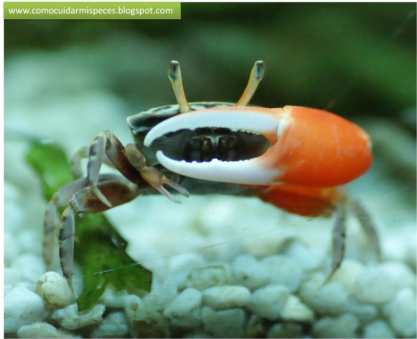 cangrejo violinista se cayo pinza - Pueden los cangrejos recuperar extremidades