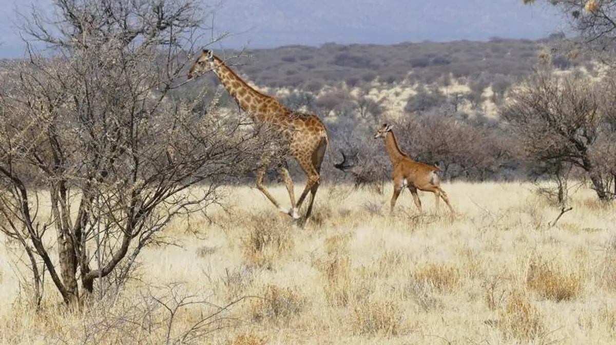 el cantito de la jirafa del violin - Qué es una jirafa otra jirafa