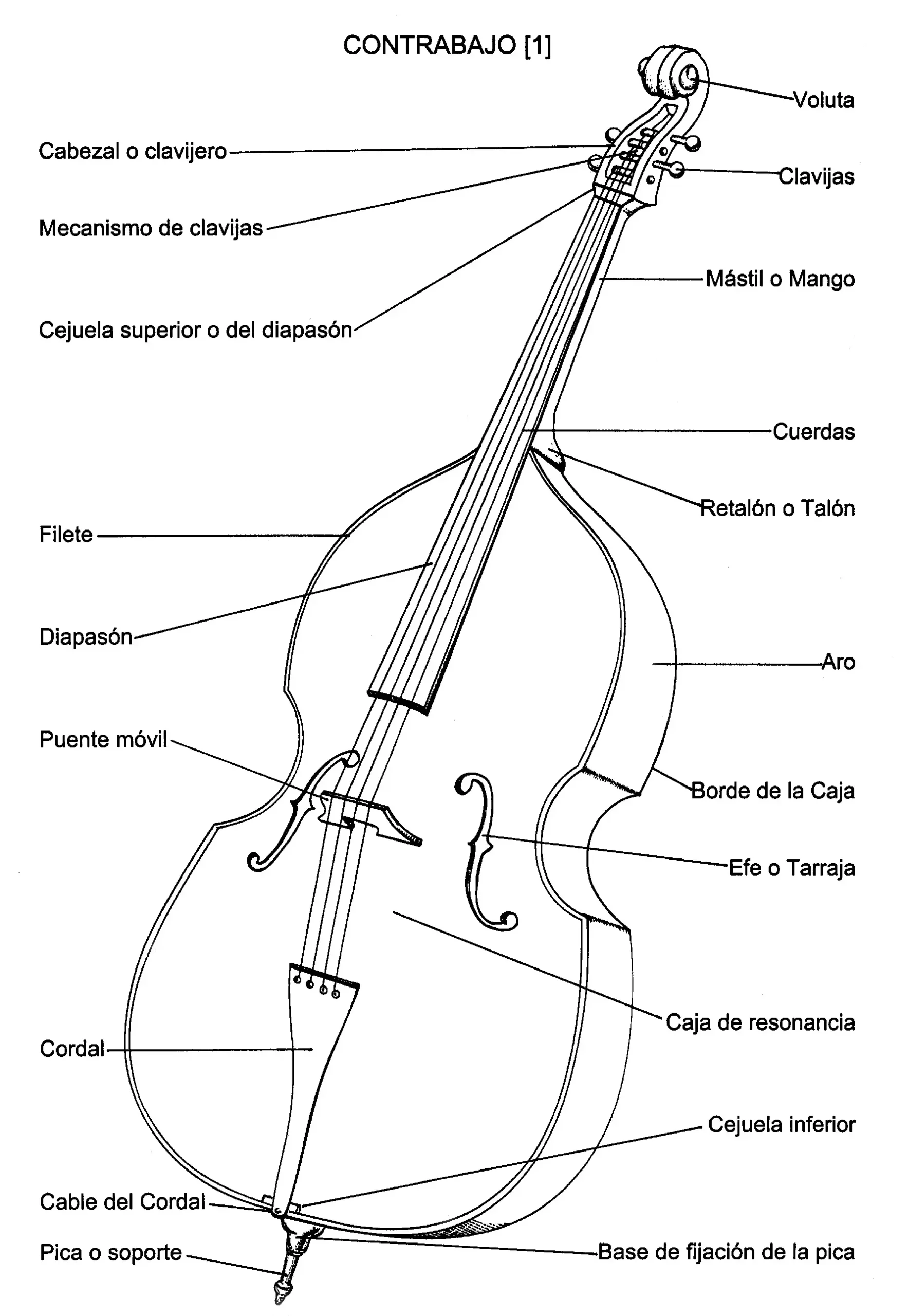 cuerda de contrabajo y violin comparación vibración - Qué instrumento de cuerda tiene el sonido más grave