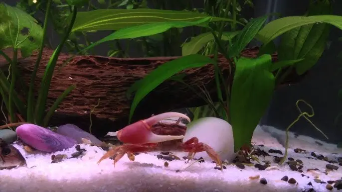 Cangrejo violinista en acuario comunitario: una adición interesante - Qué peces puedo poner en un acuario comunitario cangrejo violinista acuario comunitario - Qué peces puedo poner en un acuario comunitario