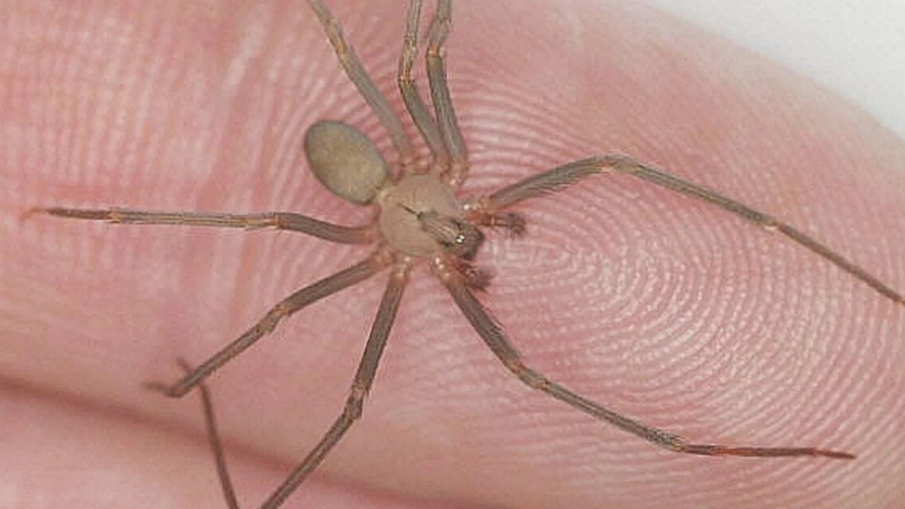 ecoplaguicidas arana violinista - Qué pesticida mata a las arañas