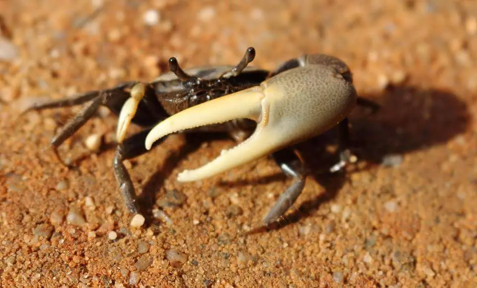 cangrejos violinistas taxonomia - Qué tipo de invertebrados son los cangrejos