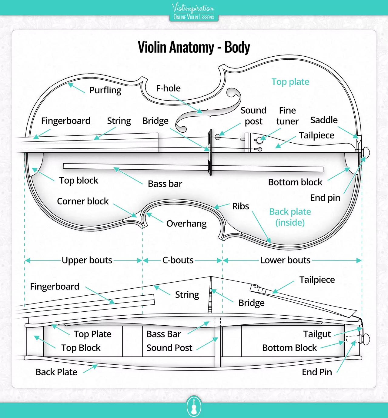 violin bridge dimensions - Should a violin bridge be thin