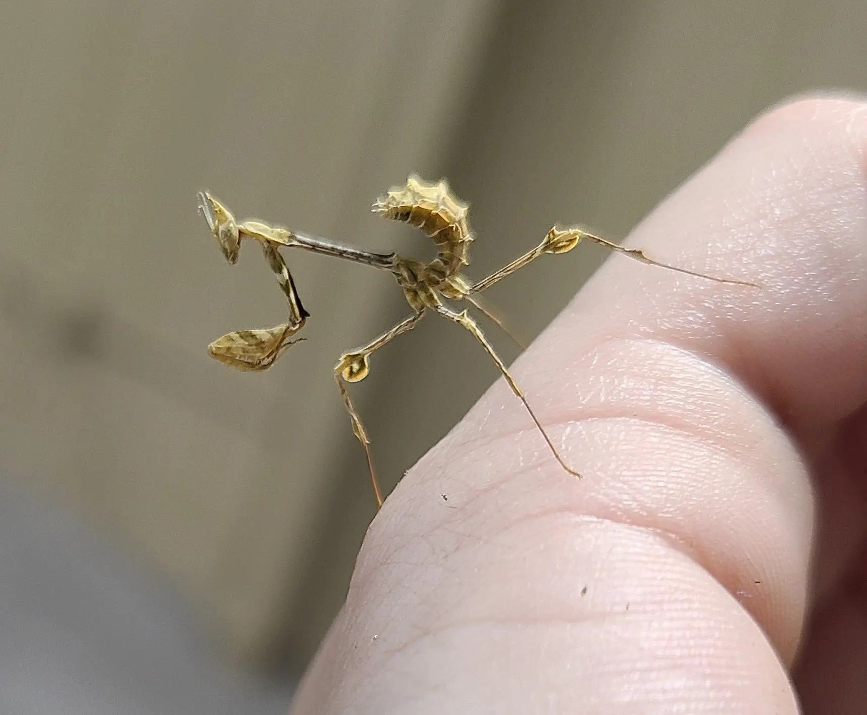 wandering violin mantis - What do violin mantis eat