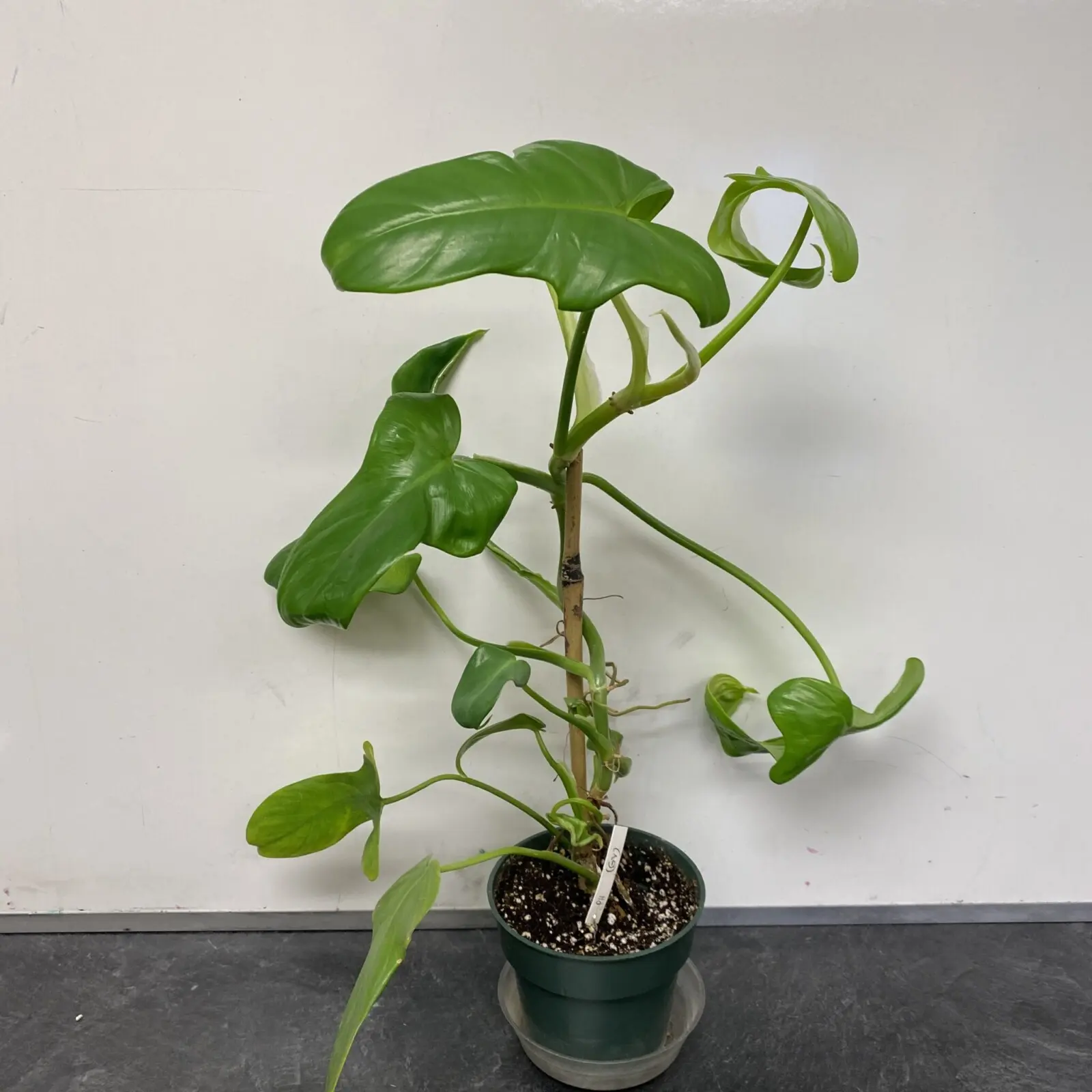 philodendron bipennifolium gold violin - What is the common name for Philodendron Bipennifolium