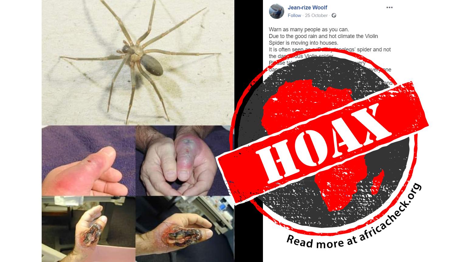El Violin Spider en Sudáfrica: Una Peligrosa Especie - What is the difference between a violin spider and a daddy long legs violin spider south africa - What is the difference between a violin spider and a daddy long legs