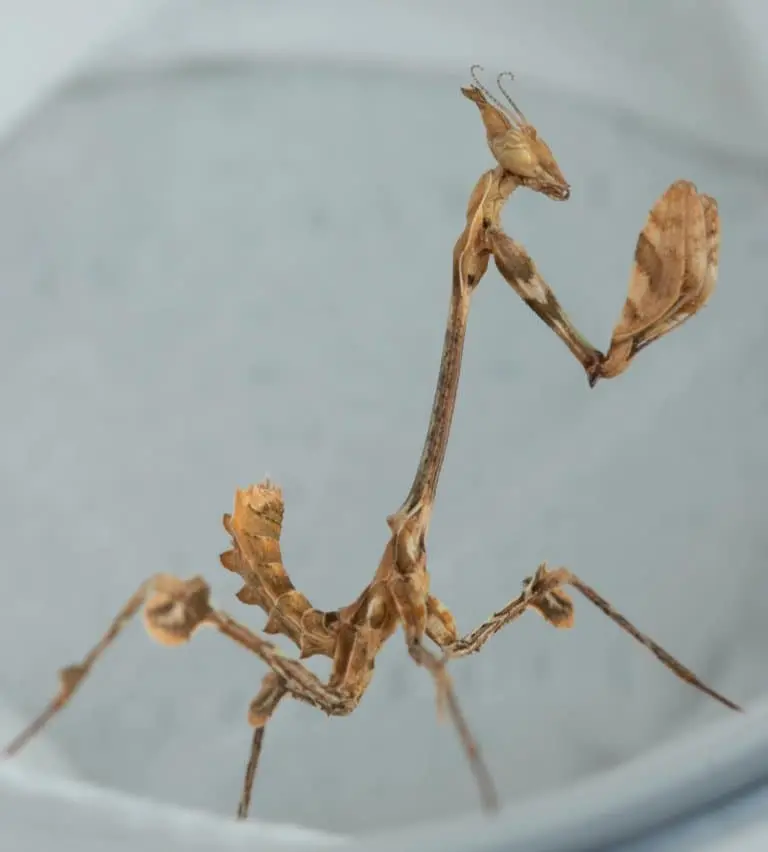 wandering violin praying mantis - What is the friendliest mantis