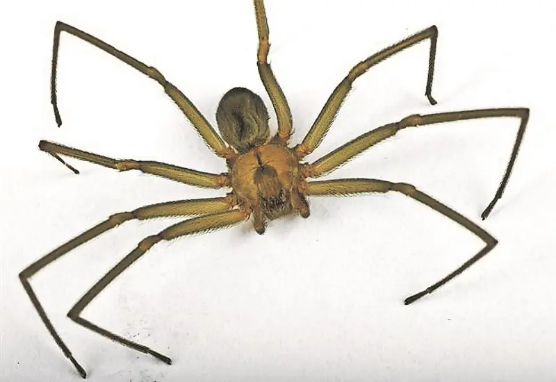 El Violin Spider en Sudáfrica: Una Peligrosa Especie - What is the most poisonous spider in South Africa violin spider south africa - What is the most poisonous spider in South Africa