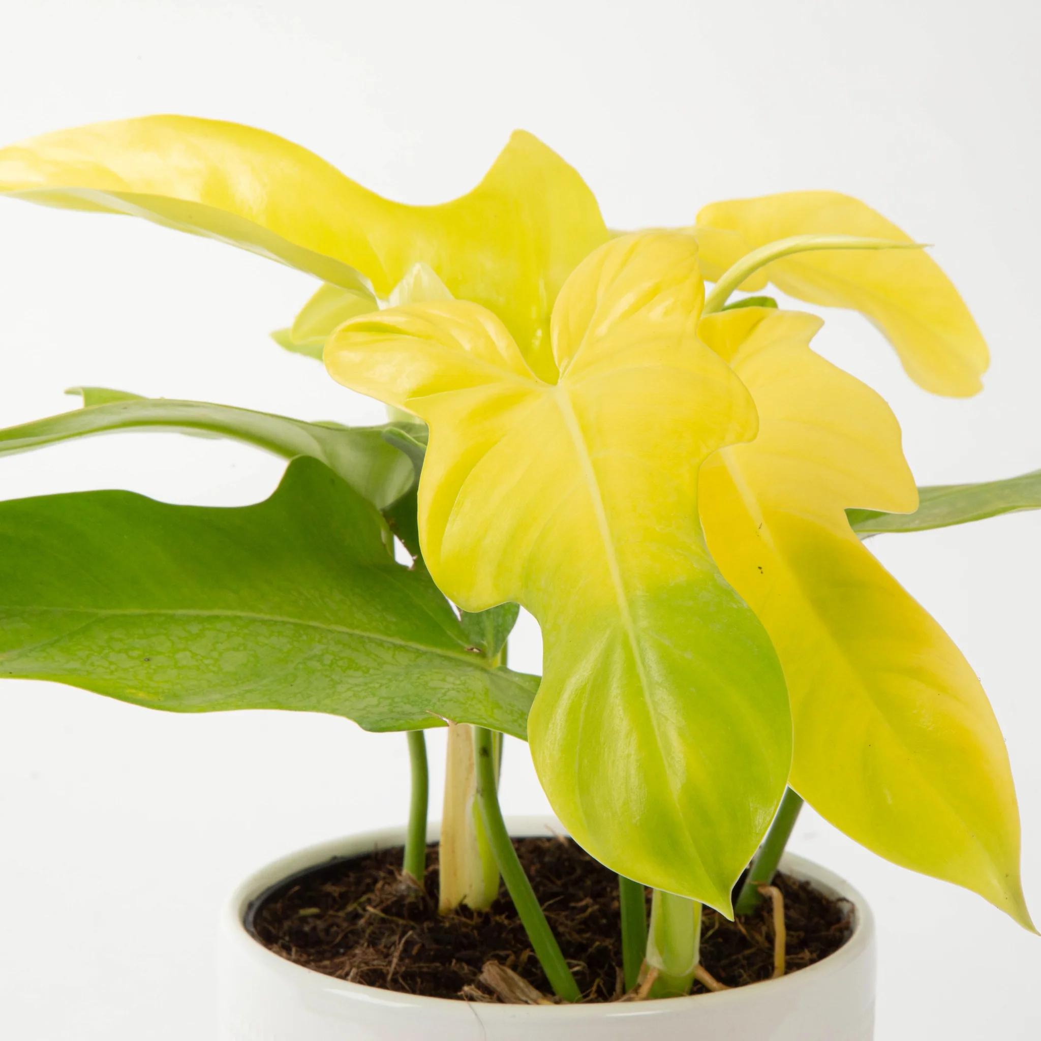 philodendron gold violin - What is the name of the philodendron golden violin