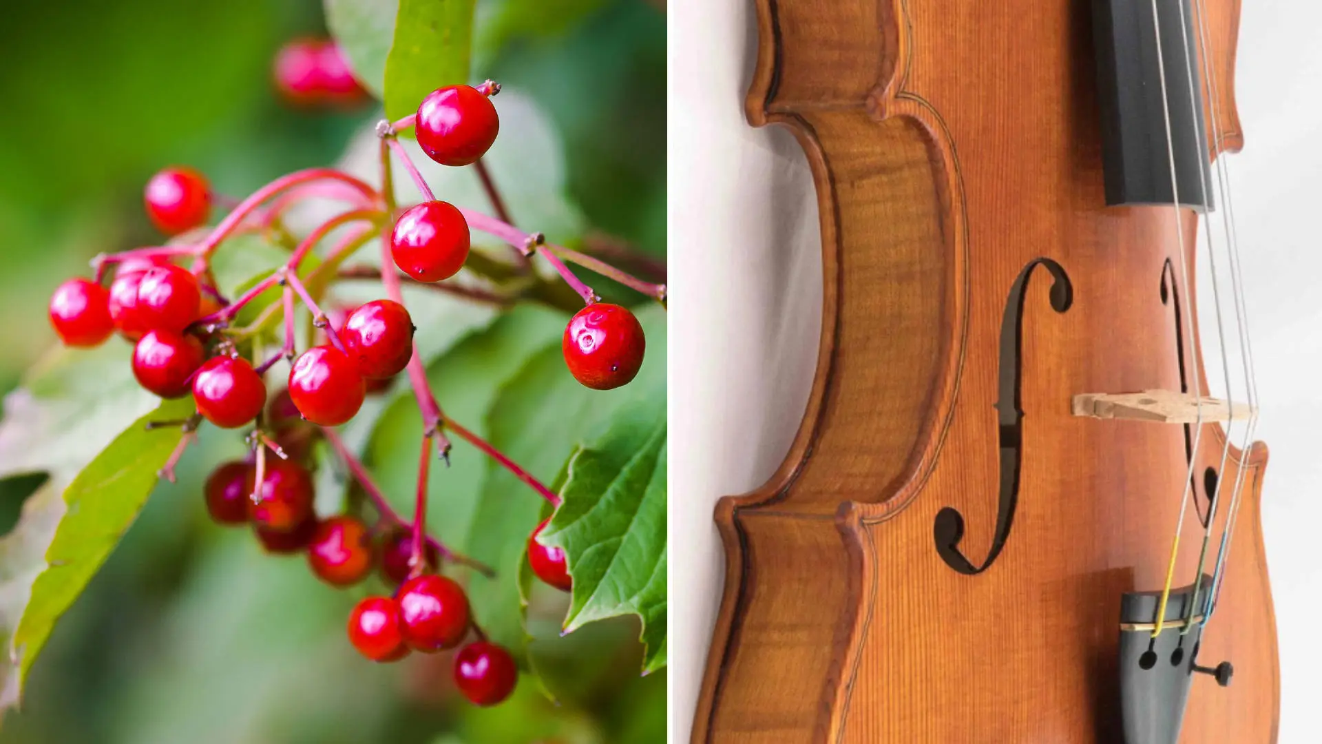 ¿Son los violines veganos? - Which musical instruments are vegan are violins vegan - Which musical instruments are vegan